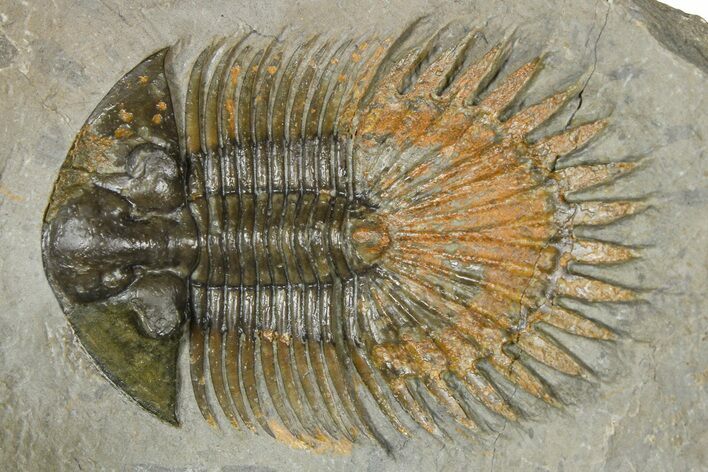 Long-Spined Thysanopeltis Trilobite - Bigaa, Morocco #362808